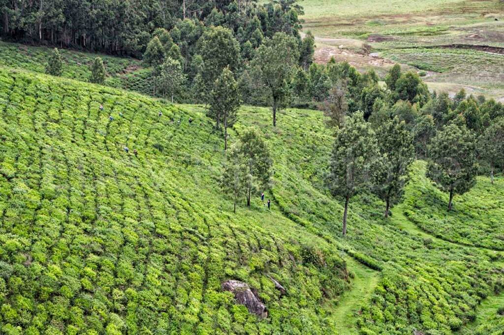 Tea plantations in Kerala, India