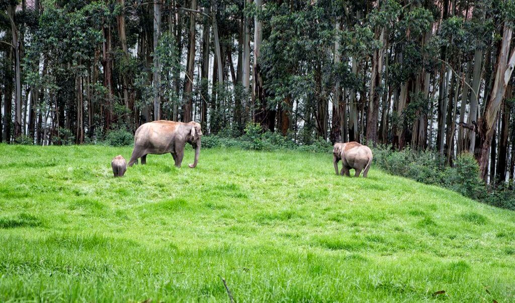 Family of wild elephants in Munnar, India