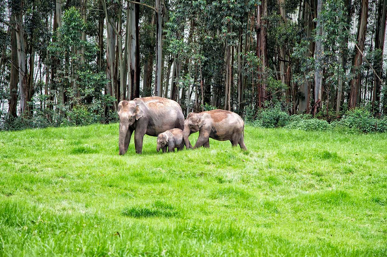 Family of elephants in Munnar, India