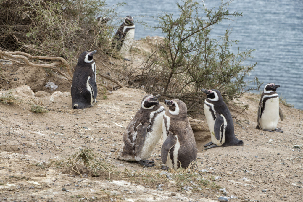 Penguins at Peninsula Valdes, Argentina