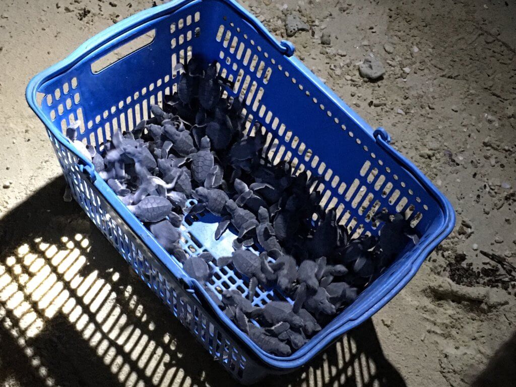 Turtle hatchlings on Turtle Island, Borneo