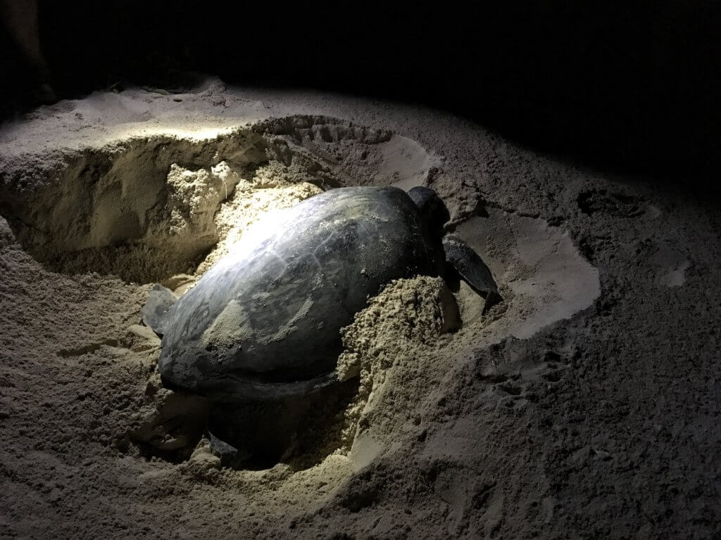 Turtle laying eggs on Turtle Island, Borneo