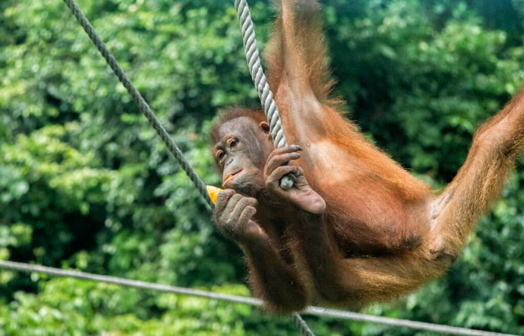 Orangutan at Sepilok sanctuary, Borneo, Malaysia