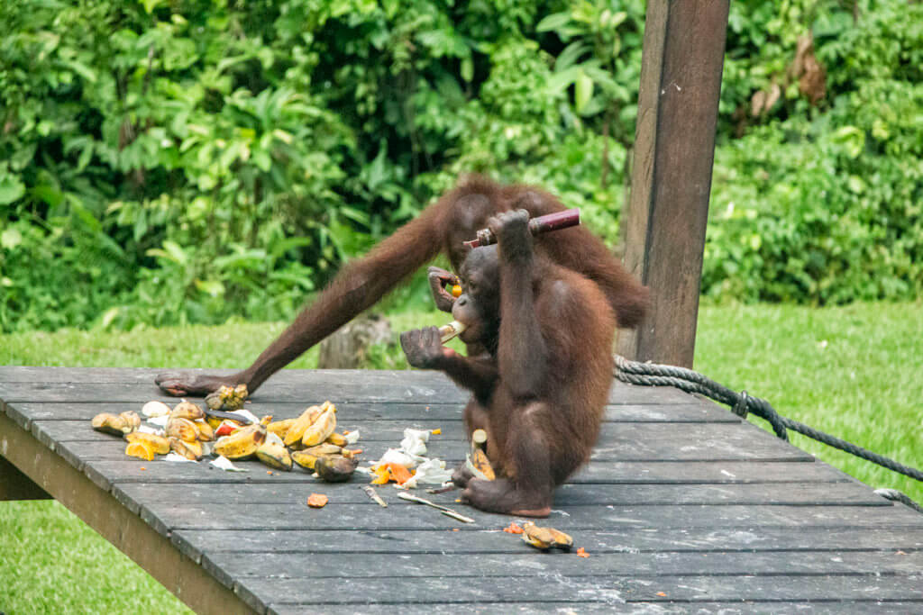 Orangutans at Sepilok sanctuary, Borneo, Malaysia