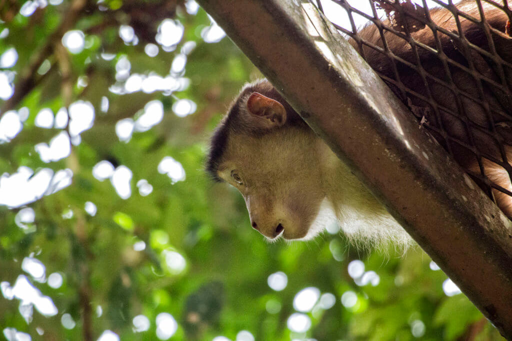 Monkey at Sepilok sanctuary, Borneo