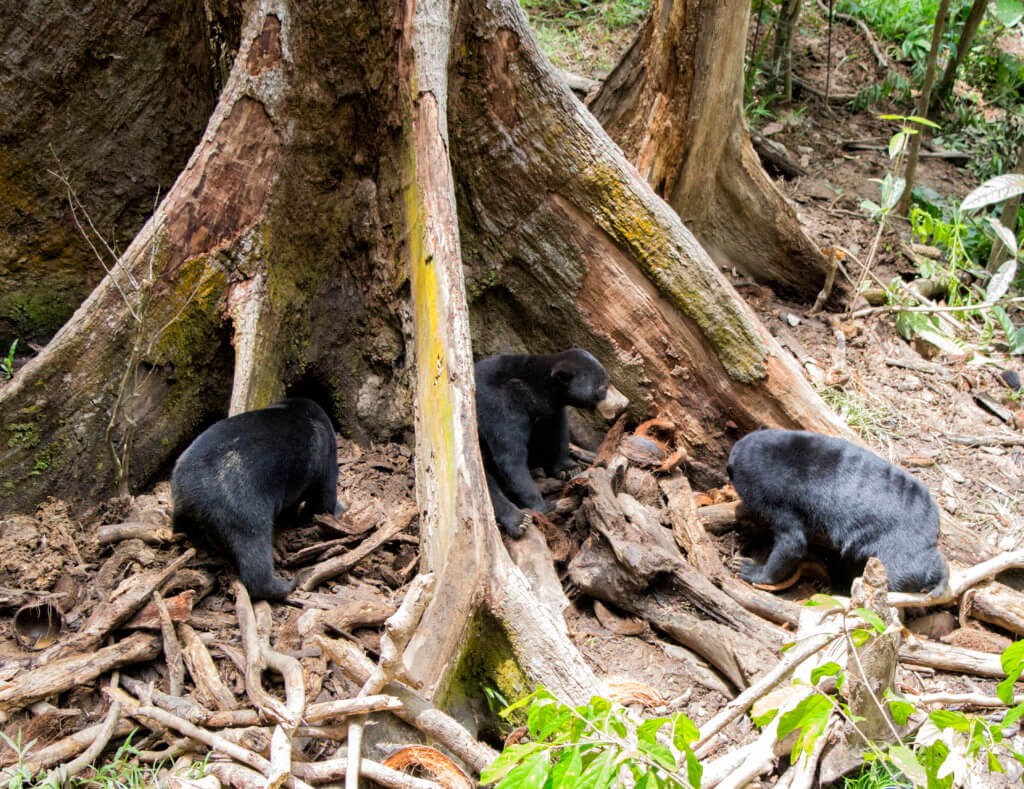 Sun bears at Sepilok sanctuary, Malaysia