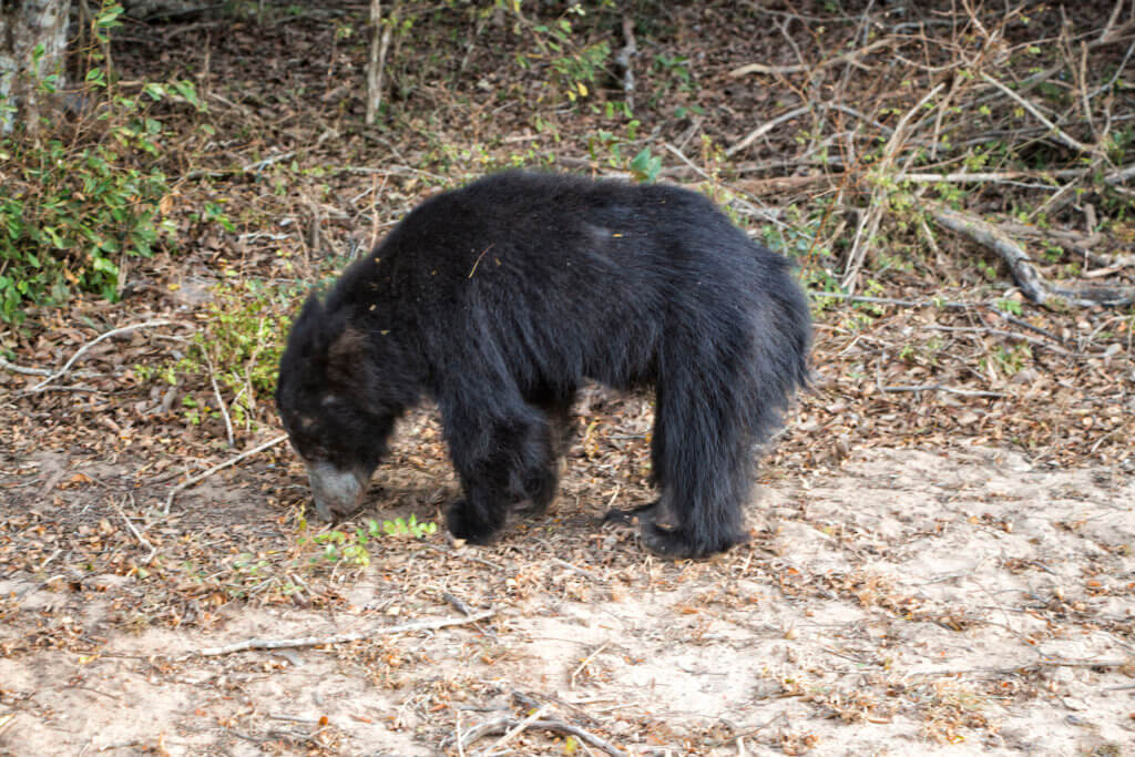 Sloth bear at Yala National Park, Sri Lanka