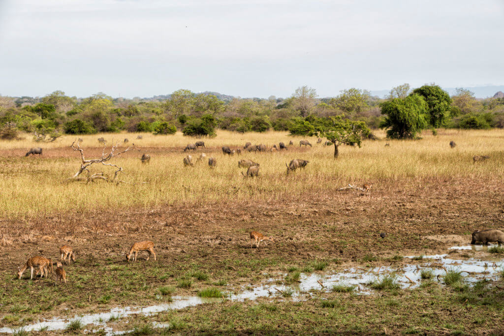 is yala safari worth it