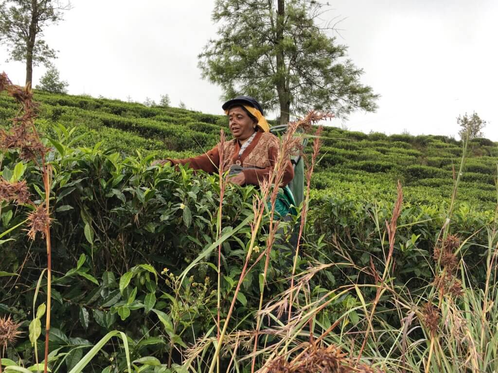 Woman picking tea in the countryside around Nuwara Eliya, Sri Lanka