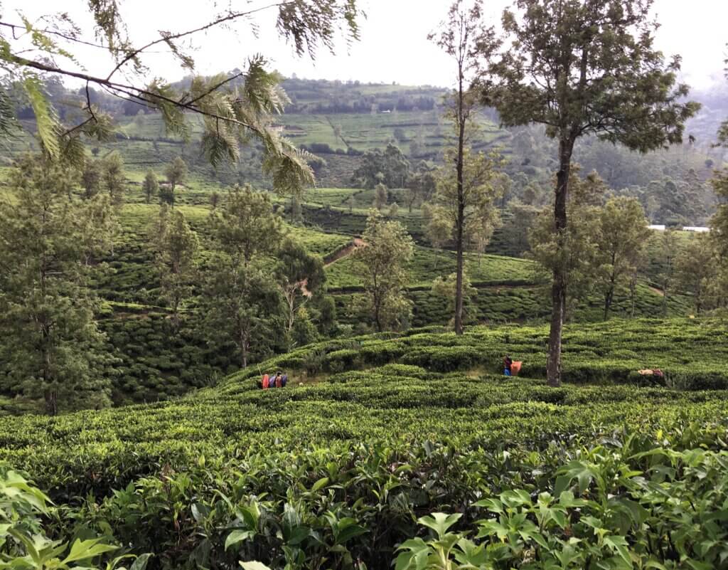 Tea plantation, Sri Lanka